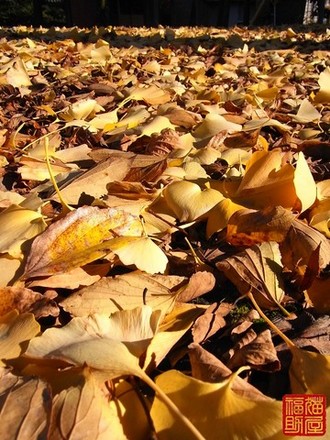 秋に買った絨毯で【Autumn collection】 .jpg